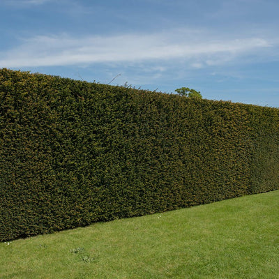 If Commun (Taxus Baccata) 1 - Achat en ligne