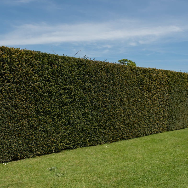 If Commun (Taxus Baccata) 1 - Achat en ligne