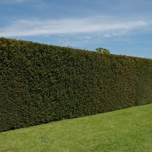 If Commun (Taxus Baccata) 1 - Achat en ligne