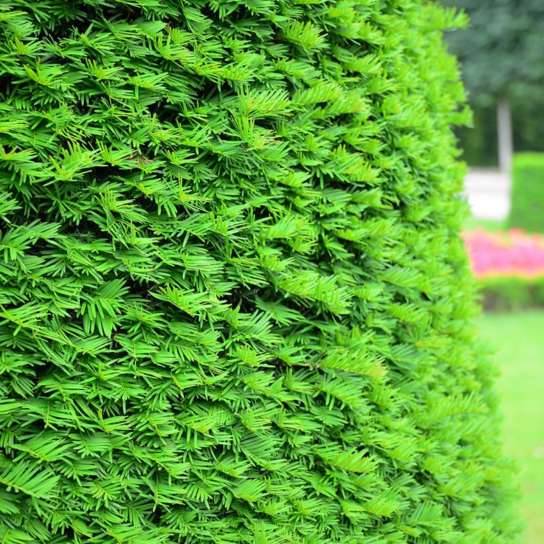 If Commun (Taxus Baccata) 3 - Achat en ligne