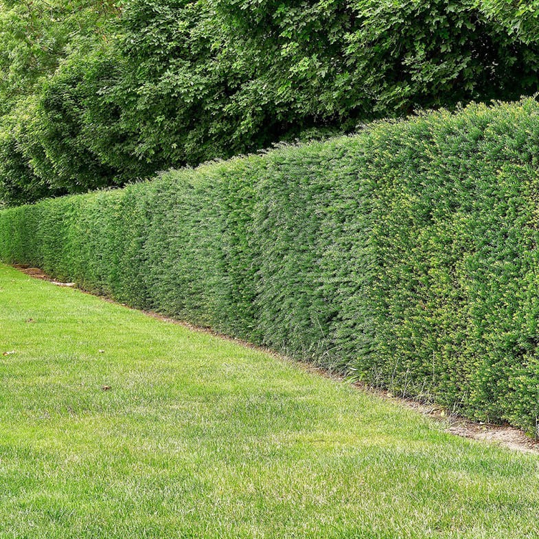 If Commun (Taxus Baccata) 2 - Achat en ligne