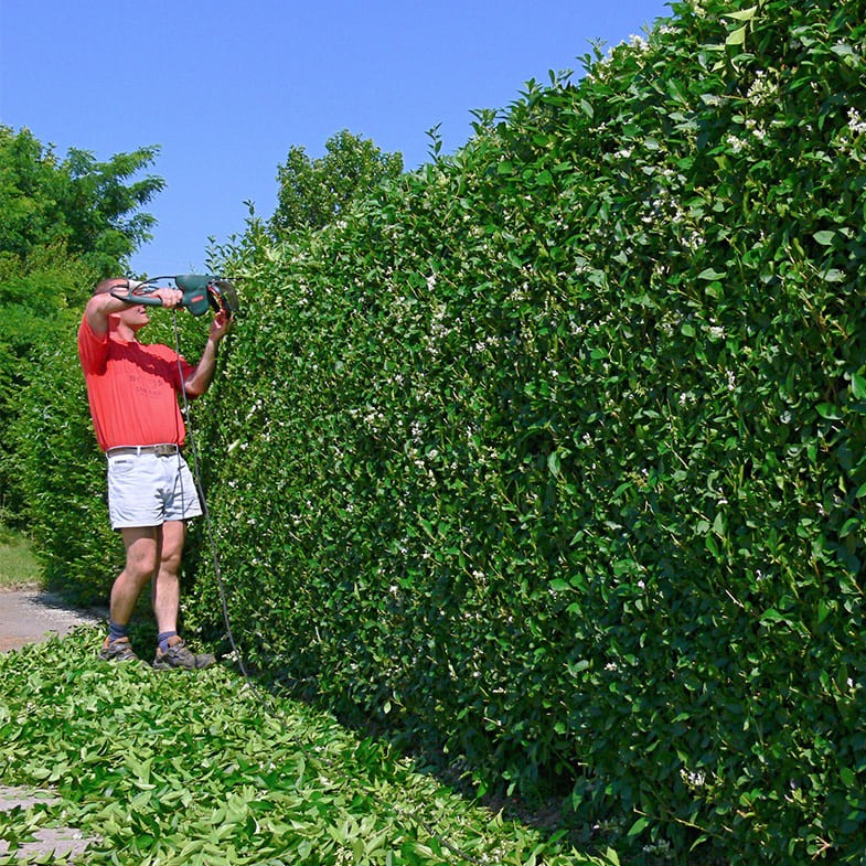 Troène du Japon (Ligustrum Japonicum) 1 - Achat en ligne