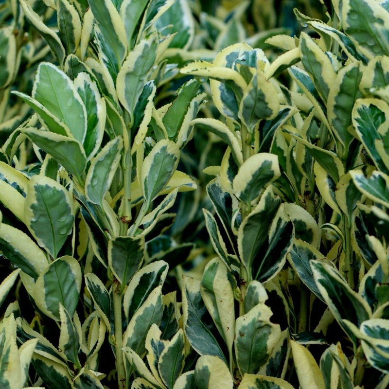 Fusain du Japon 'Bravo' (Euonymus Japonicus) 3 - Achat en ligne