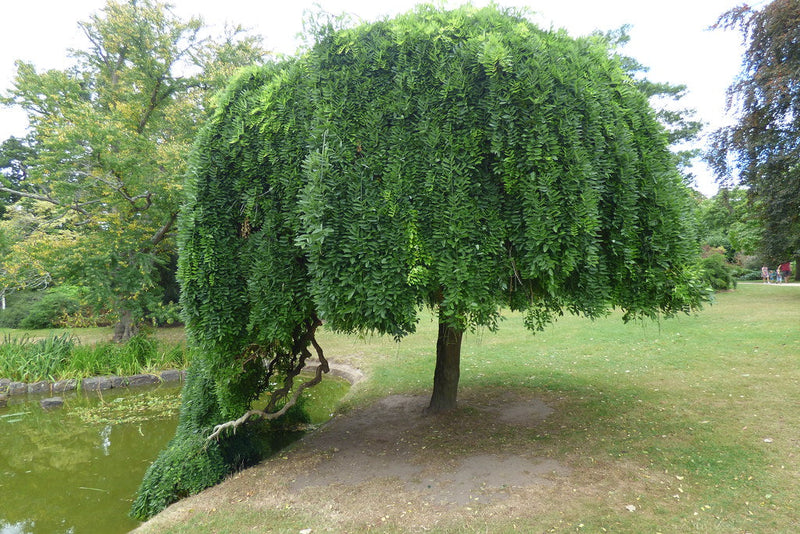 Sophora Pleureur (Sophora japonica Pendula) 2 - Achat en ligne
