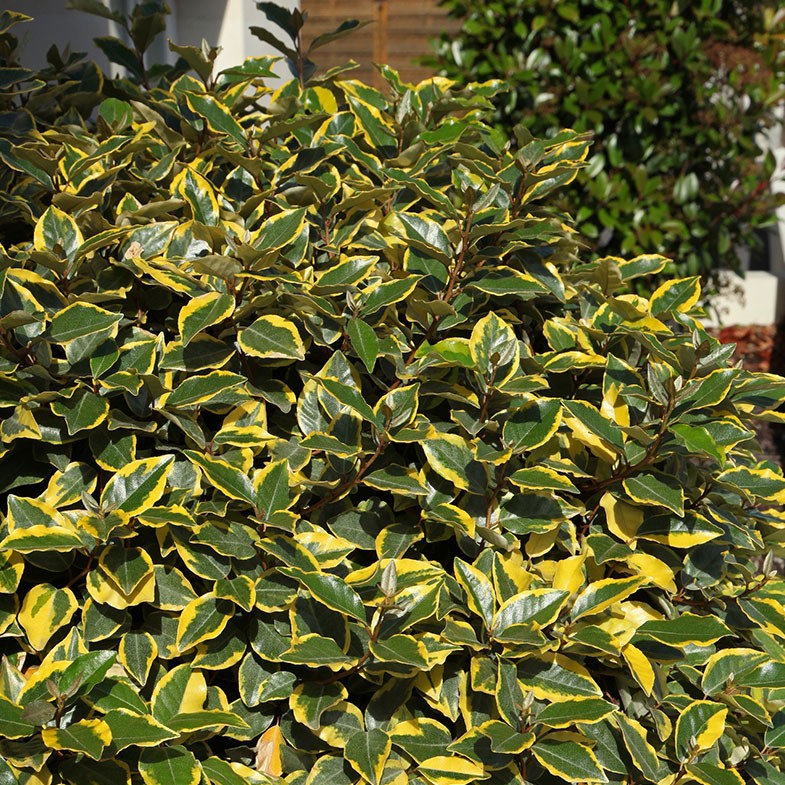 Elaeagnus Ebbingei Viveleg (Panaché Jaune) 2 - Achat en ligne