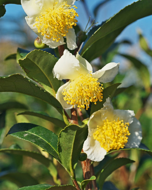 Camélia d'Automne blanc (Camélia Sasanqua)
