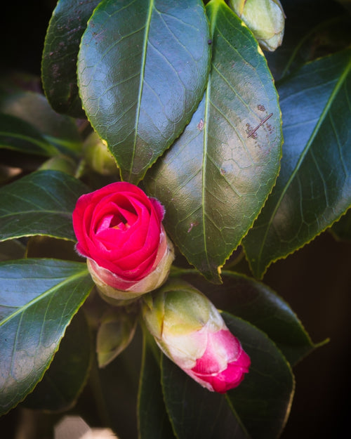 Camélia d'Automne fushia (Camélia Sasanqua)