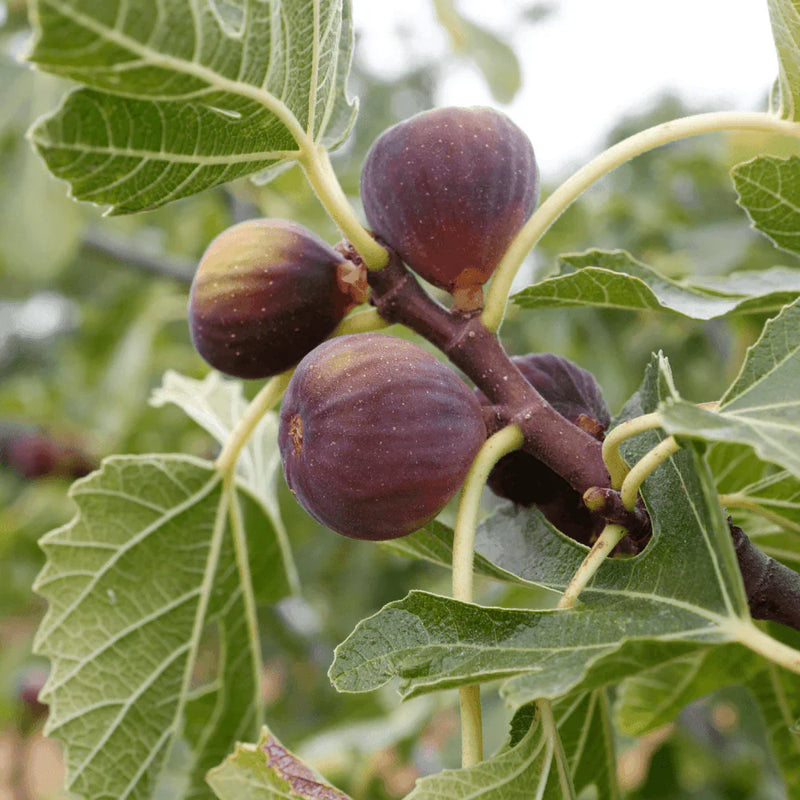 Figuier Ronde de Bordeaux (Ficus carica Ronde De Bordeaux) 3 - Achat en ligne