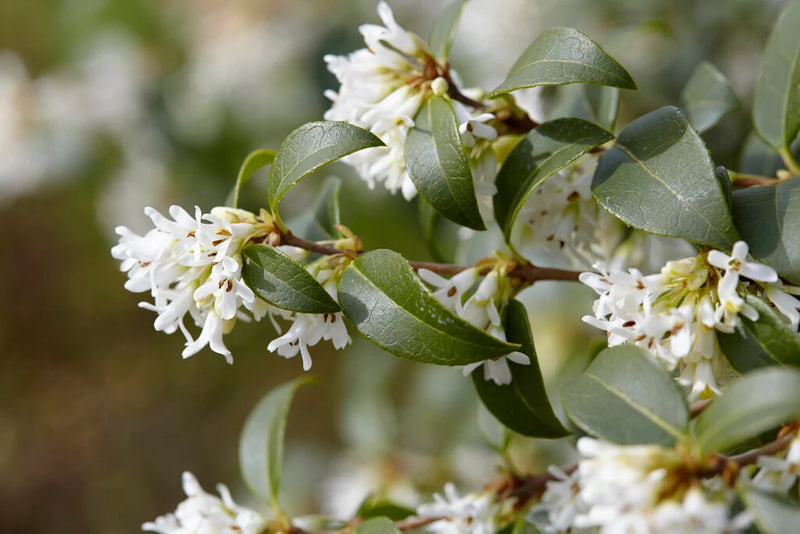 Osmanthe de Burkwood (Osmanthus Burkwoodii) 2 - Achat en ligne