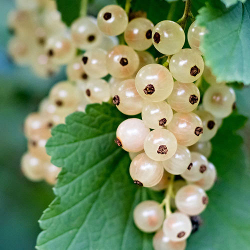 Groseillier Blanc 1 - Achat en ligne