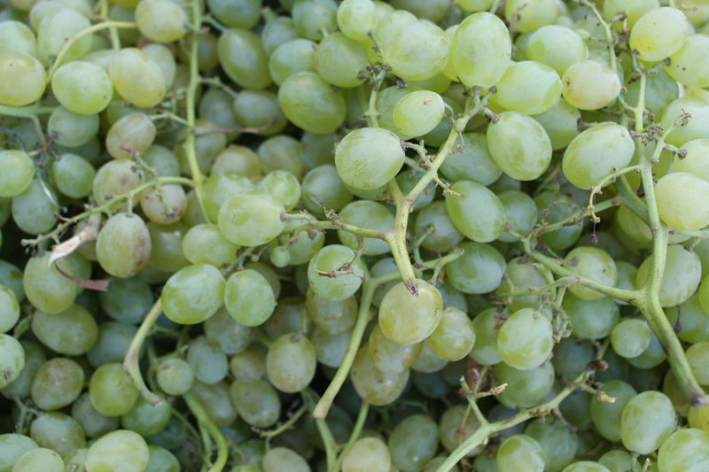 Vigne de table verte 3 - Achat en ligne