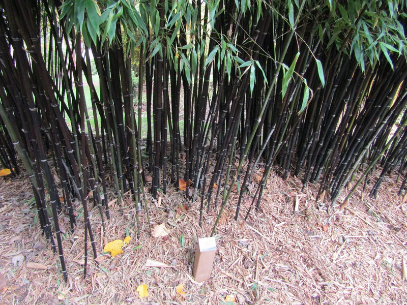 Bambou Nigra 3 - Achat en ligne