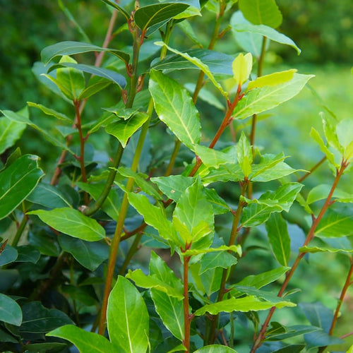 Laurier Sauce (Laurus nobilis) 1 - Achat en ligne