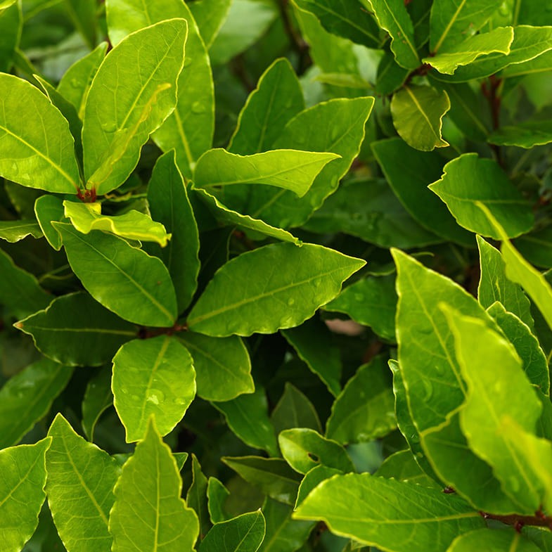 Laurier Sauce (Laurus nobilis) 2 - Achat en ligne