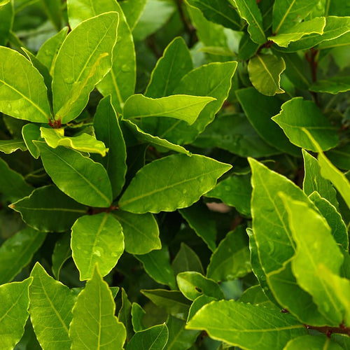 Laurier Sauce (Laurus nobilis) 1 - Achat en ligne