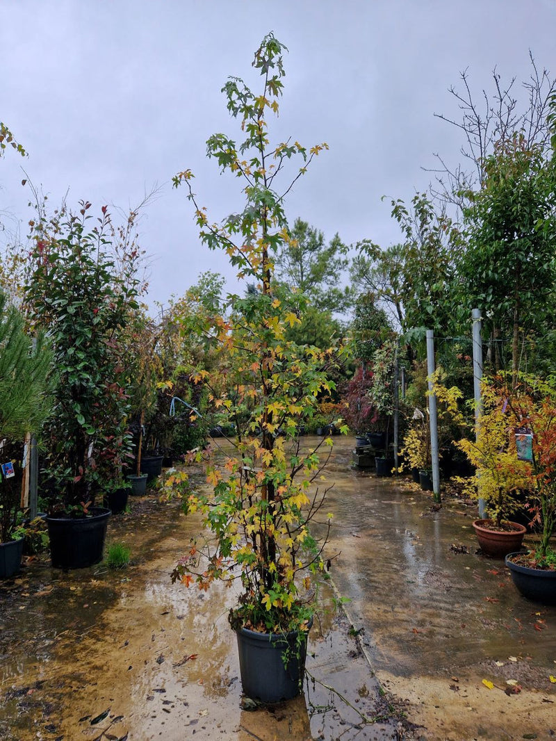 Copalme d'Amérique (Liquidambar Styraciflua) 3 - Achat en ligne