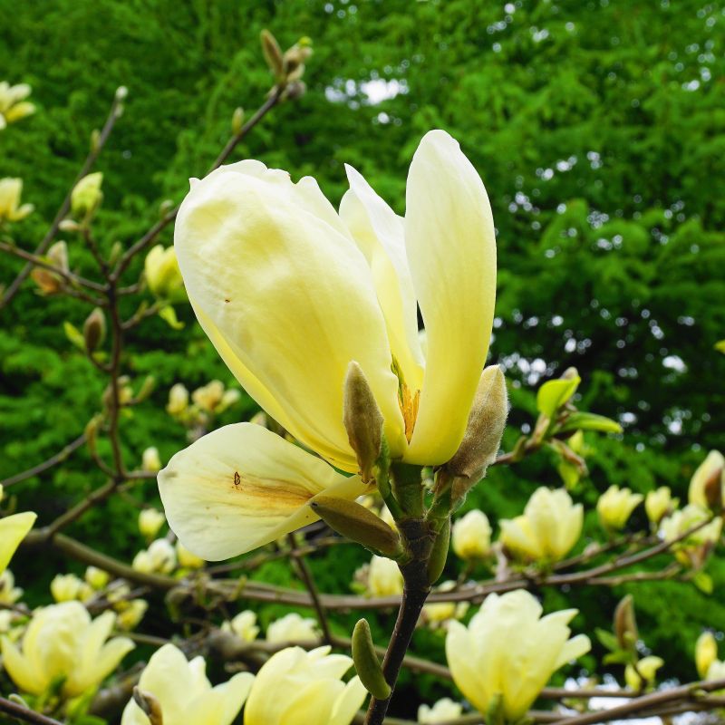 Magnolia (Magnolia Yellow River) 3 - Achat en ligne