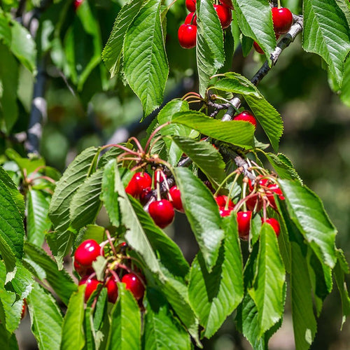 Cerisier Bigarreau Burlat (Prunus avium Bigarreau Burlat) 1 - Achat en ligne