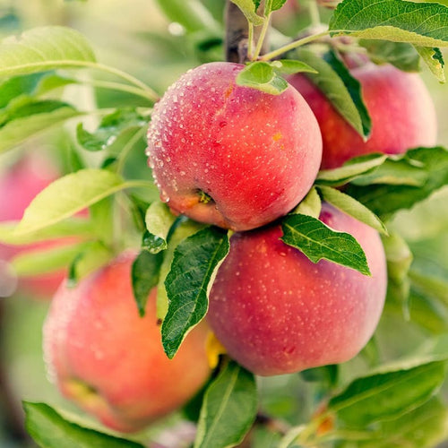Pommier Gala (Malus domestica Gala) 1 - Achat en ligne