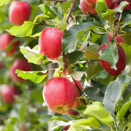 Pommier Gala (Malus domestica Gala) 1 - Achat en ligne