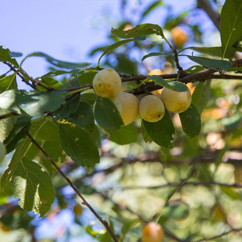 Prunier Reine Claude Dorée (Prunus Domestica Reine Claude) 1 - Achat en ligne