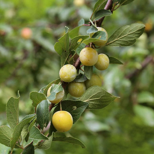 Prunier Reine Claude Dorée (Prunus Domestica Reine Claude) 1 - Achat en ligne