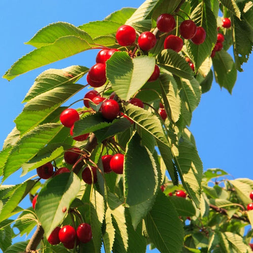 Cerisier Bigarreau Burlat (Prunus avium Bigarreau Burlat) 1 - Achat en ligne