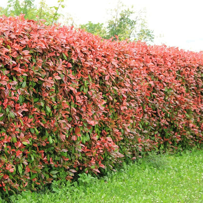 Photinia Red Robin (En touffe) 1 - Achat en ligne