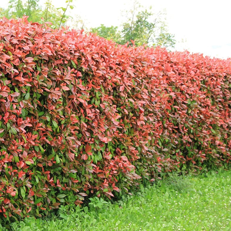 Photinia Red Robin (En touffe) 1 - Achat en ligne