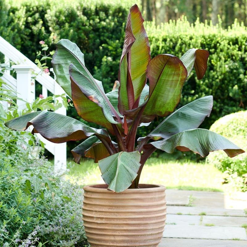Bananier à feuilles rouges (Musa Ensete Maurelli) 3 - Achat en ligne