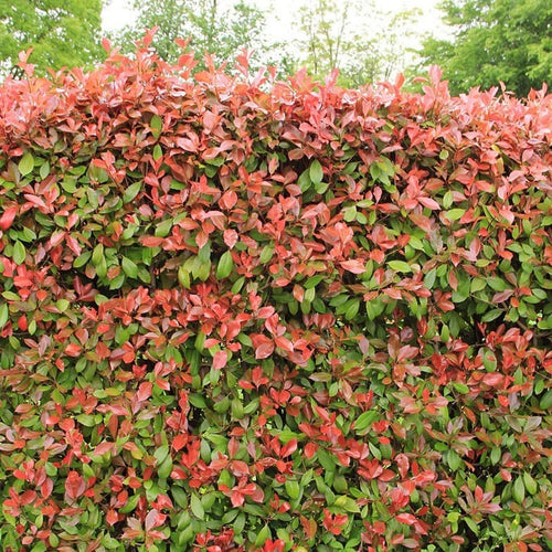 Photinia Red Robin (En touffe) 1 - Achat en ligne