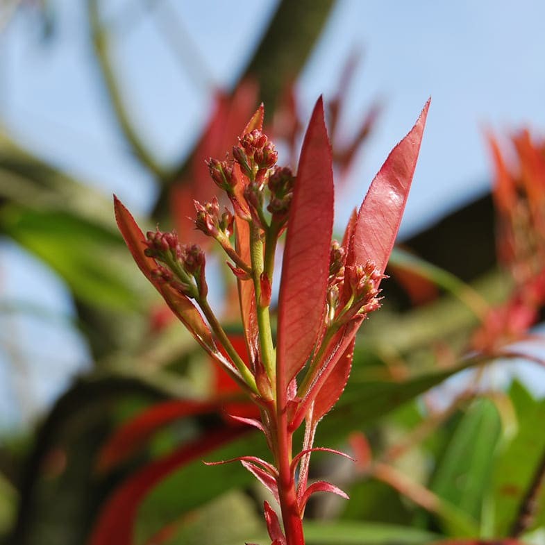 Photinia Red Robin (En touffe) 3 - Achat en ligne