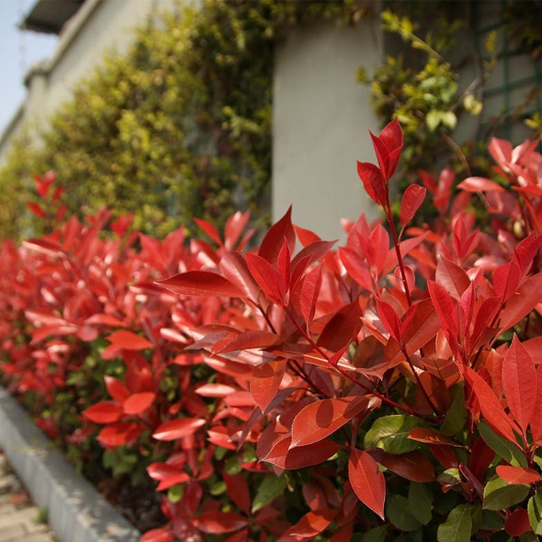 Photinia Fraseri Carré Rouge 1 - Achat en ligne