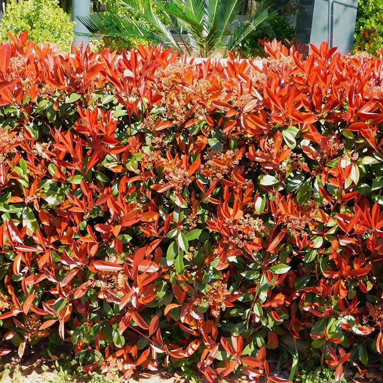 Photinia Fraseri Carré Rouge 2 - Achat en ligne