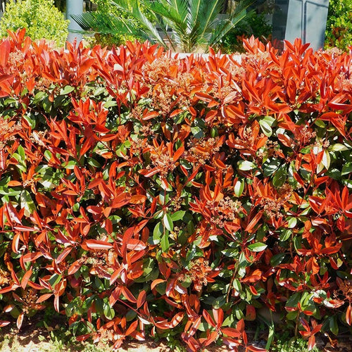 Photinia Fraseri Carré Rouge 1 - Achat en ligne