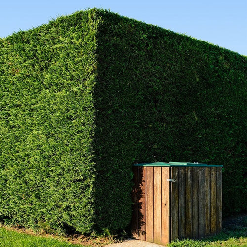 Cyprès Leylandii (Cupressocyparis) 1 - Achat en ligne