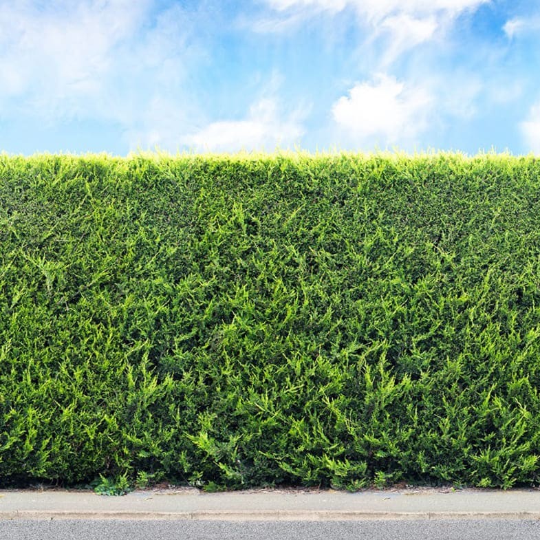 Cyprès Leylandii (Cupressocyparis) 2 - Achat en ligne