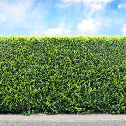 Cyprès Leylandii (Cupressocyparis) 1 - Achat en ligne