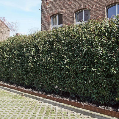 Laurier du Portugal (Prunus lusitanica) 1 - Achat en ligne