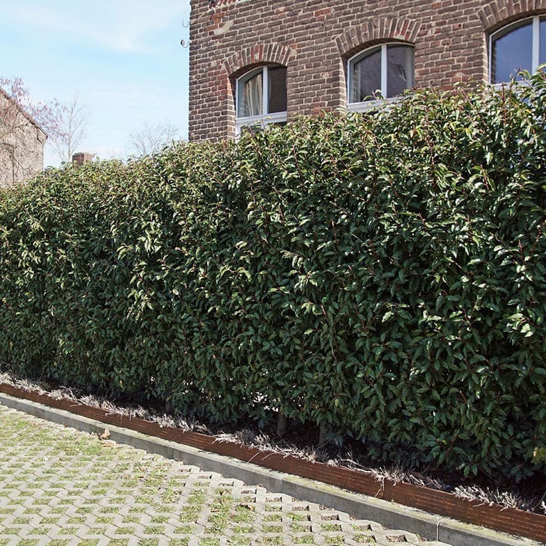Laurier du Portugal (Prunus lusitanica) 1 - Achat en ligne