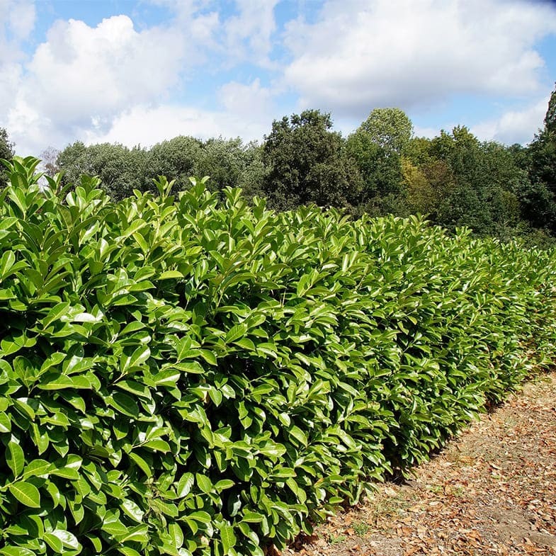 Laurier Palme (Prunus laurocerasus) 1 - Achat en ligne