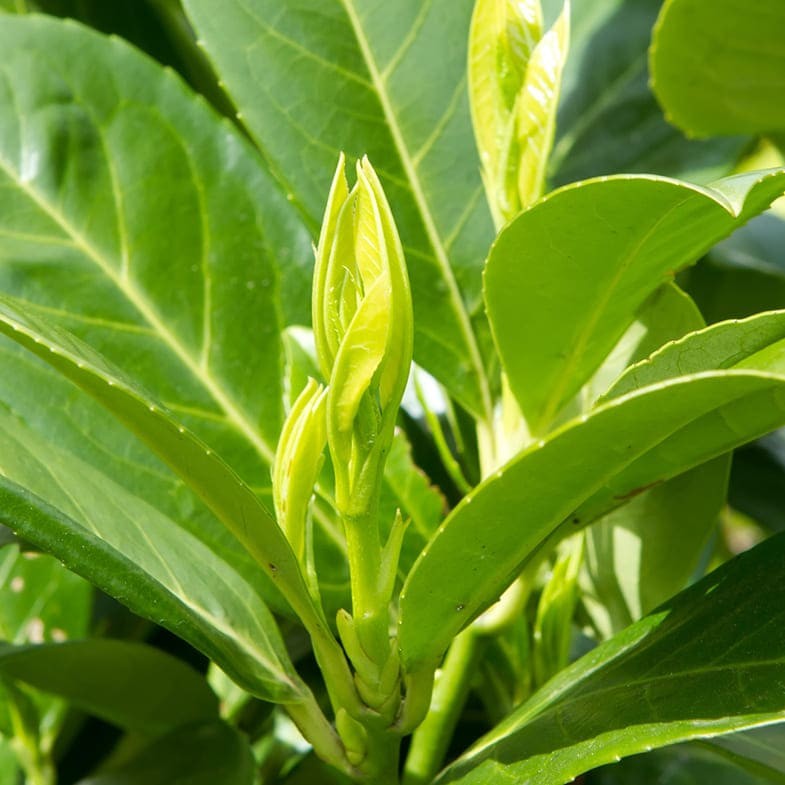 Laurier Palme (Prunus laurocerasus) 2 - Achat en ligne