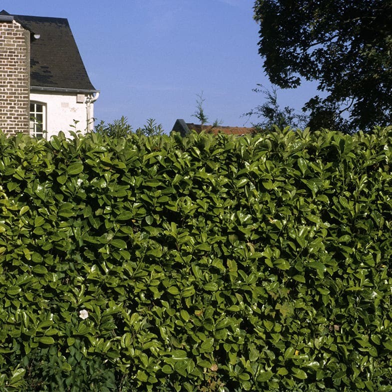 Laurier Palme (Prunus laurocerasus) 3 - Achat en ligne