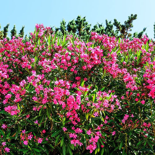Laurier Rose (Nerium Oleander) 1 - Achat en ligne