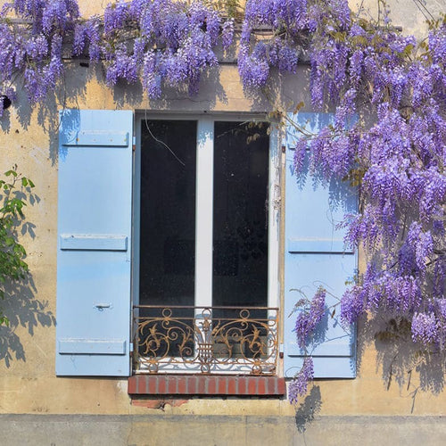 Glycine (Wisteria Brachybotrys) 1 - Achat en ligne