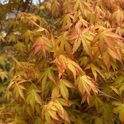 Acer Palmatum Orange Dream 1 - Achat en ligne