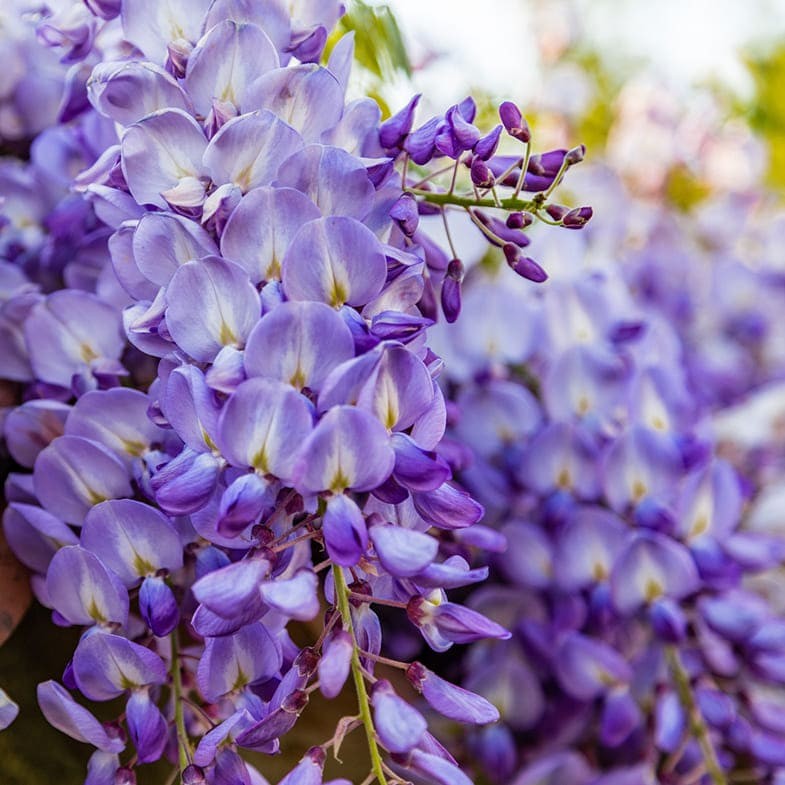Glycine (Wisteria Brachybotrys) 2 - Achat en ligne