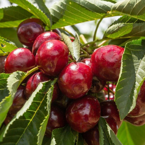 Cerisier Van (Prunus cerasus Van) 1 - Achat en ligne