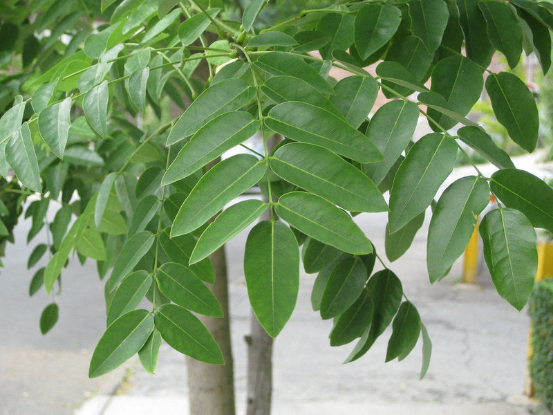 Sophora Pleureur (Sophora japonica Pendula) 1 - Achat en ligne