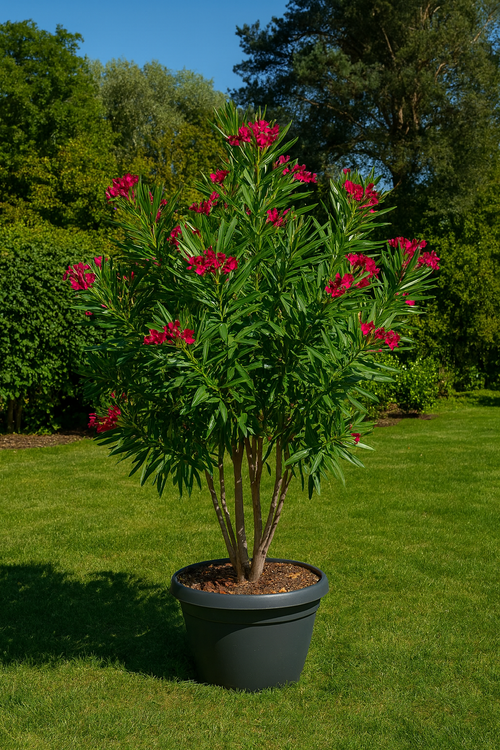 Laurier rose cépée remontée